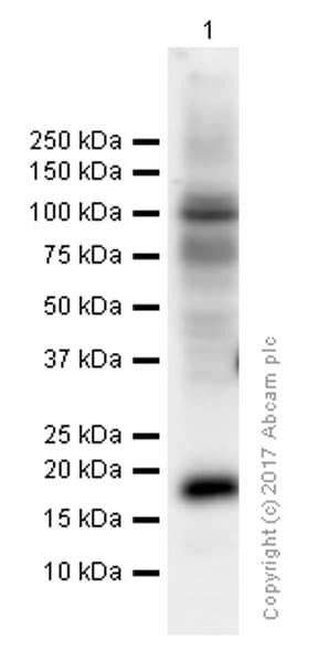 Anti-Glucagon antibody [EP3070](AB92517)