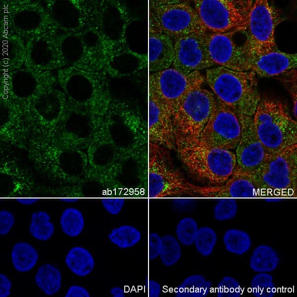 Anti-Clathrin heavy chain antibody [EPR12235(B)](AB172958)