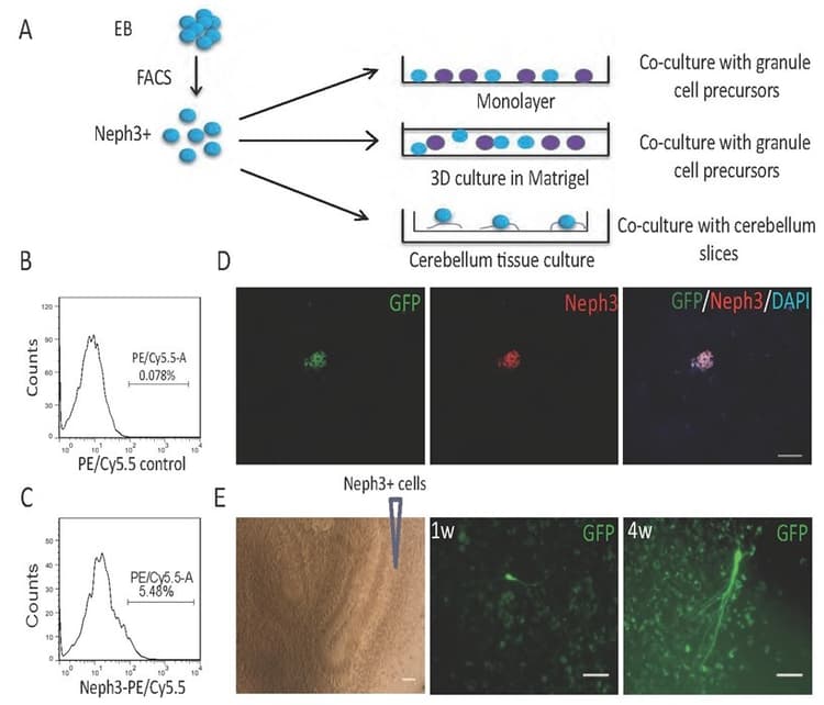 PE/Cy5.5® Conjugation Kit - Lightning-Link®(AB102899)