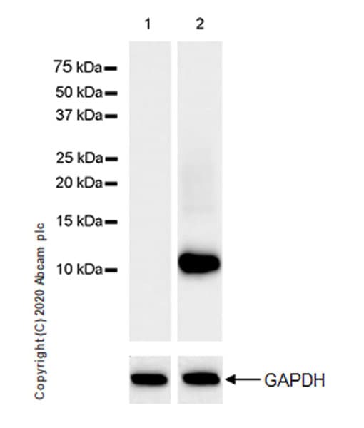 Ccl3 Mip 1 Alpha Ccl3l1 Antibody Epr23751 54 Ab259372  Western Blot Img59389