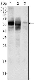 Amf Antibody 1b7d7 Ab66340  Western Blot Img87065