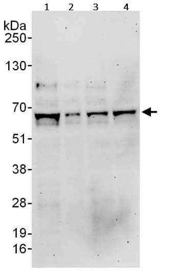 Anti-TRAF6 antibody(AB245319)