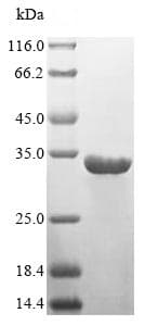Recombinant Human HLA-DR protein (His tag)(ab237748)