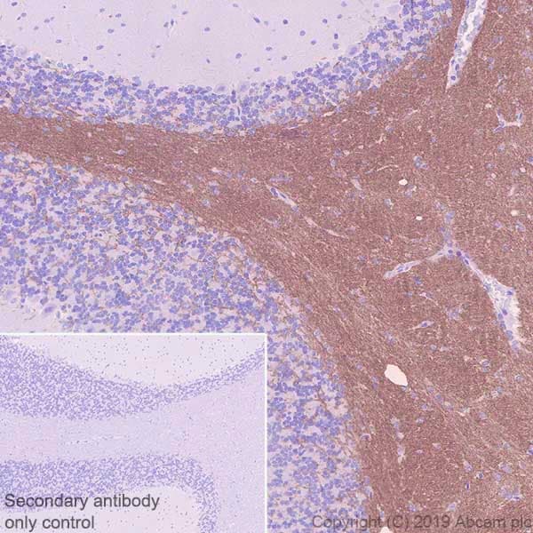 Anti-Myelin oligodendrocyte glycoprotein antibody [EPR22629-310] - BSA and Azide free(AB255266)