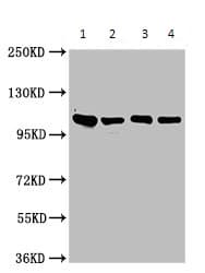 Anti-Integrin alpha 6 antibody(AB235905)
