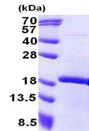 Recombinant Human MEOX2 protein(AB167892)