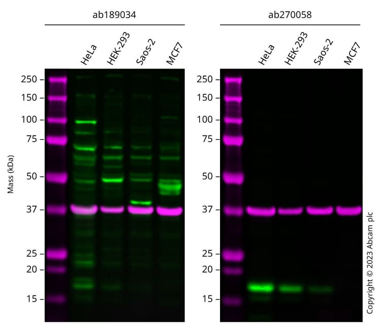 Anti-CDKN2A/p16INK4a antibody - N-terminal(AB189034)