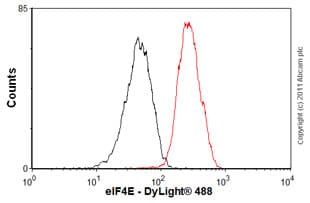 Anti-eIF4E antibody [Y448] - BSA and Azide free(AB240923)