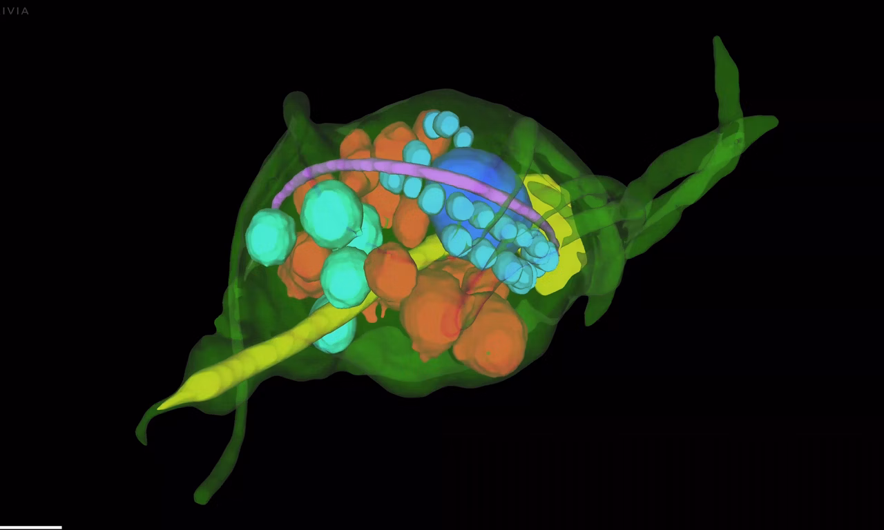 UC Enuity Aivia Trichomonas Parasite 01 Kid21776671