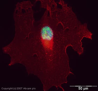 Anti-RNA polymerase II CTD repeat YSPTSPS (phospho S5) antibody(ab5131)