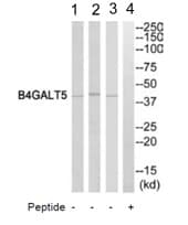 Anti-B4GALT5 antibody(AB110398)