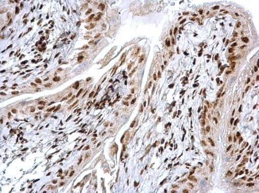 Hmgb1 Antibody N Terminal Ab228624  Immunohistochemistry Formalin Pfa Fixed Paraffin Embedded Sections Img110122