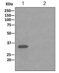 Syntaxin 1a Antibody Epr11073b Ab170889  Immunoprecipitation Img72139