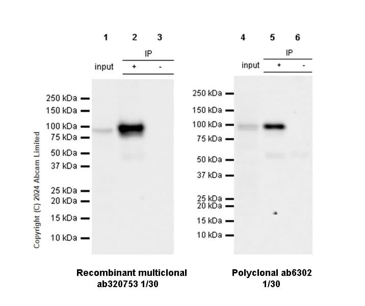 Anti-beta Catenin antibody(AB6302)