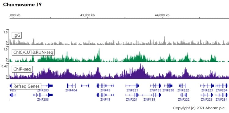 Anti-Histone H3 (tri methyl K9) antibody [EPR16601] - ChIP Grade(AB176916)