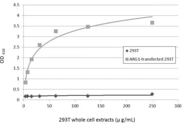 Anti-Liver Arginase antibody(AB96183)