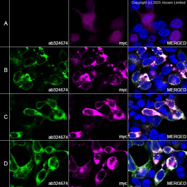 Alexa Fluor® 594 Anti-Myc tag antibody [9E10](AB223894)