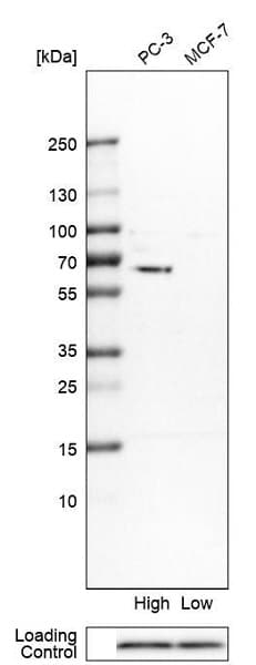 Znf503 Antibody Ab254715  Western Blot Img29445