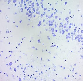 Cresyl Violet Stain Solution (1%)(ab246817)