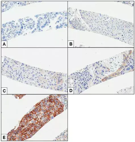 Anti-PD-L1 antibody [28-8](AB205921)