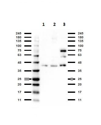Anti-Bcl3 antibody(AB216877)