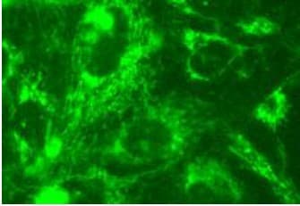Mitochondrial Staining Kit Green Fluorescence Cytopainter Ab112143  Immunocytochemistry Immunofluorescence Img79204