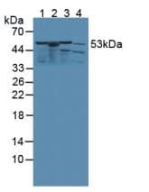 Anti-kynurenine 3-monooxygenase antibody(AB233529)