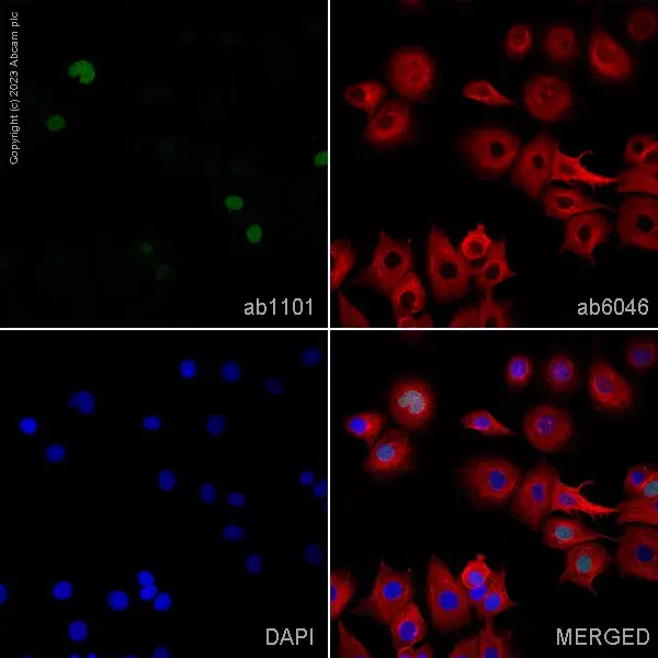 Goat Anti-Rabbit IgG H&L (Alexa Fluor® 594)(AB150080)