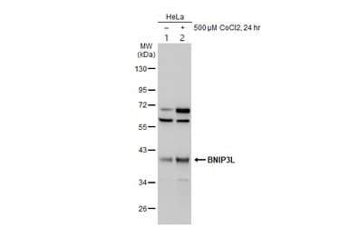 Anti-BNIP3L/NIX antibody(AB155010)