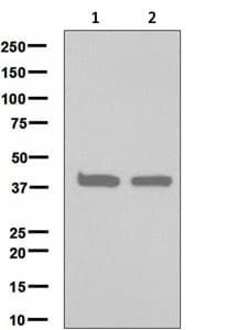 Anti-FEN1 antibody [EPR4459(2)](AB133311)