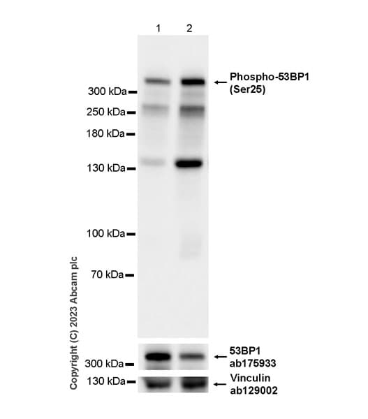 Anti-53BP1 antibody [EPR2172(2)](AB175933)