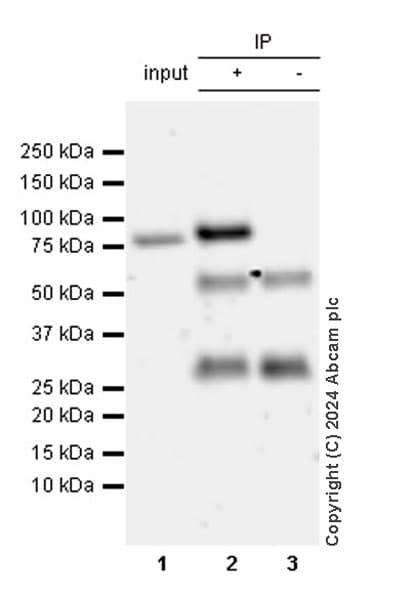 VeriBlot for IP Detection Reagent (HRP)(AB131366)