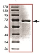 Ab125580  Sds Page Img22794