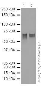 Gatad2a Antibody Epr18252 Ab188472  Western Blot Img83381