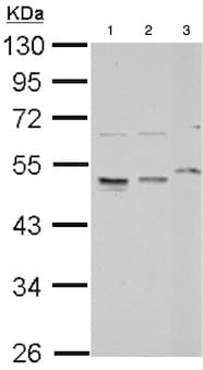 Rpl4 Antibody Ab154907  Western Blot Img96788