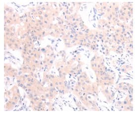 Orexin Antibody Ab199275  Immunohistochemistry Formalin Pfa Fixed Paraffin Embedded Sections Img32400