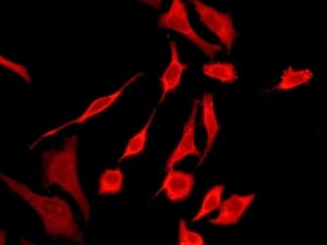 Peroxiredoxin 2 Prp Antibody Epr5155 Ab133481  Immunocytochemistry Immunofluorescence Img74559