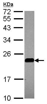 Caveolin 2 Antibody Ab97476  Western Blot Img162107