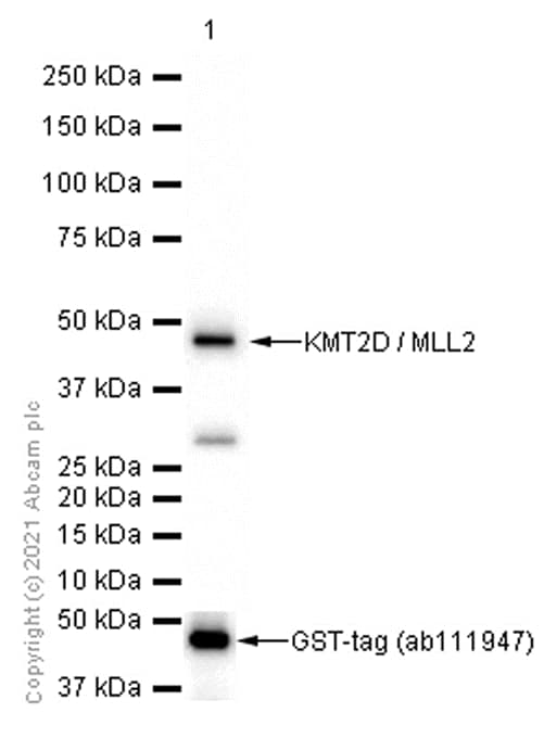 Anti-KMT2D / MLL2 antibody [EPR20604-73](AB213721)