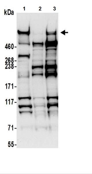 Anti-Nesprin 2 antibody(AB217057)