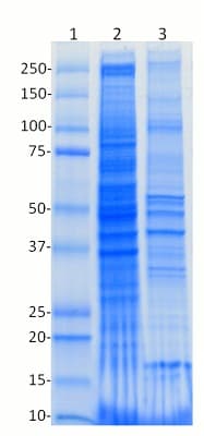 Native lysis Buffer(AB156035)