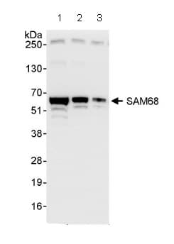 Sam68 Antibody Ab86239  Western Blot Img60006