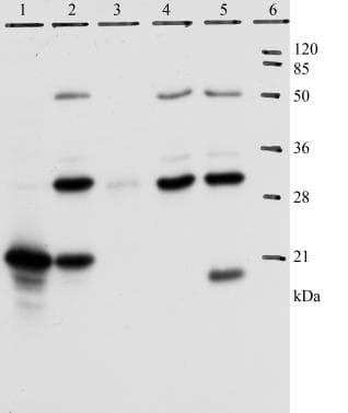 Anti-HPV18 E7 antibody [8E2](AB100953)