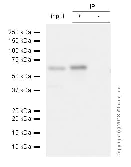 Anti-S6K1 antibody [E343] - BSA and Azide free(AB203558)