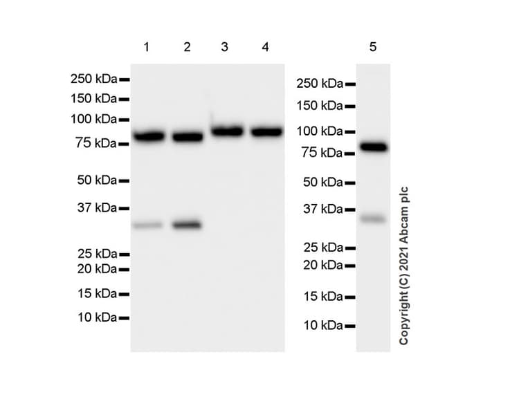 Anti-PUS7 antibody [EPR25172-31] - BSA and Azide free(AB289865)
