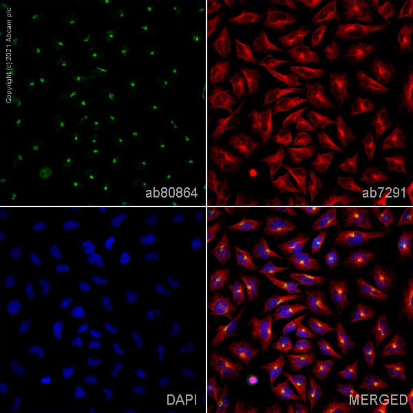 Anti-Giantin antibody - Golgi Marker(AB80864)