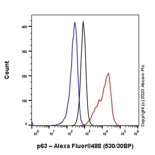 Anti-p63 antibody [EPR5701](AB124762)