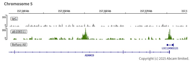 Anti-Transcription factor AP-2-alpha antibody [EPR2688(2)](AB108311)