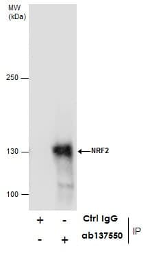 Anti-Nrf2 antibody(AB137550)