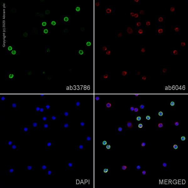 Anti-CD8 alpha antibody [OX-8](AB33786)